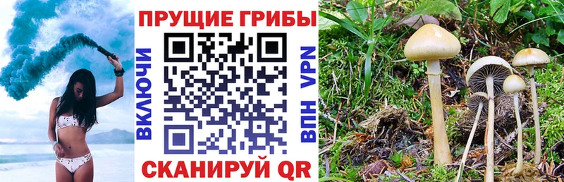 Галлюциногенные грибы прущие грибы  цены наркотик  Мантурово 